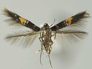 Cosmopterix molybdina