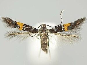 Cosmopterix molybdina