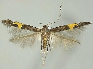 Cosmopterix montisella