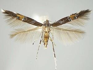 Cosmopterix montisella