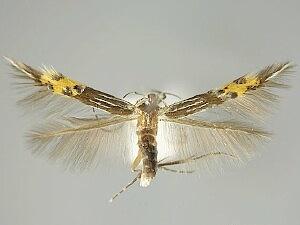 Cosmopterix opulenta