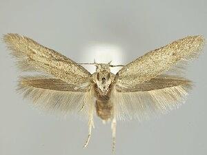 Teladoma helianthi