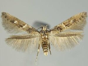 Walshia miscecolorella