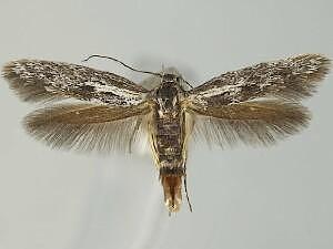 Rhamphura altisierrae