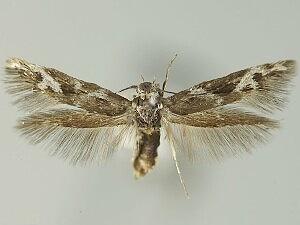 Scythris ypsilon