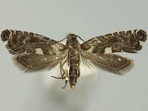 Glyphipterix urticae