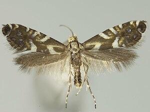 Glyphipterix feniseca