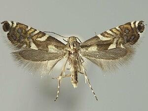 Glyphipterix juncivora