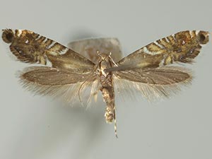 Glyphipterix montisella