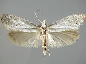 Euceratia castella