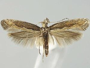 Plutella xylostella