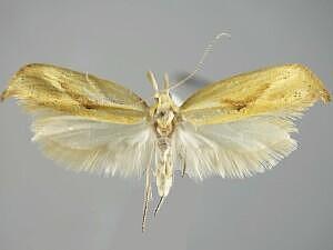 Ypsolopha canariella