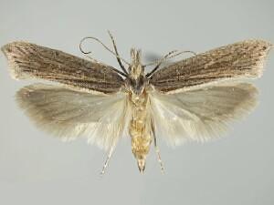 Ypsolopha lyonothamnae