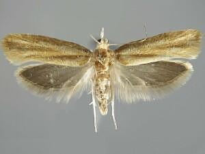 Ypsolopha nella