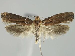 Ypsolopha ochrella