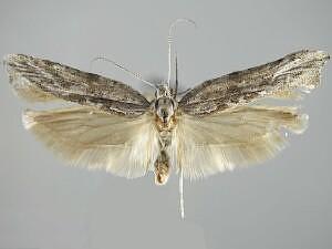 Ypsolopha walsinghamiella