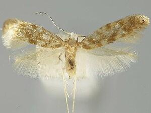 Argyresthia cupressella