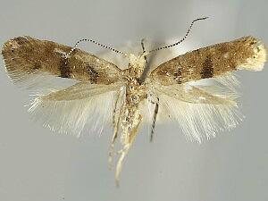 Argyresthia franciscella