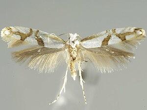 Argyresthia oreasella