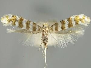 Argyresthia thoracella