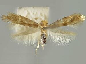 Argyresthia trifasciae