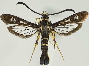 Synanthedon bibionipennis