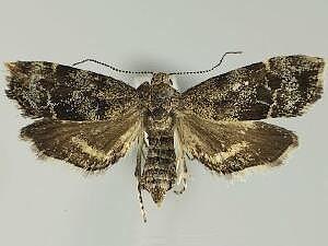 Anthophila alpinella