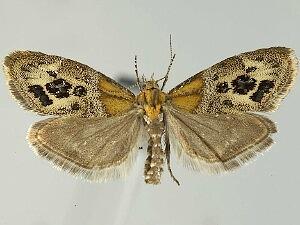 Tebenna gemmalis