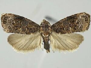 Endothenia hebesana