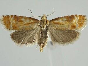 Rhyacionia buoliana