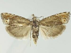 Eucosma corculana