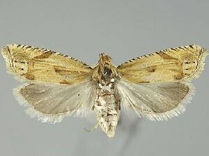 Eucosma clementeana