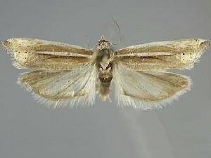 Eucosma spiculana