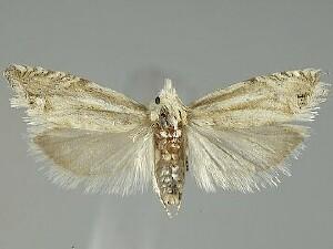 Eucosma pallidarcis