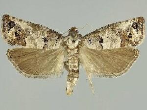 Pelochrista eburata