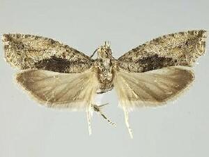 Epinotia nisella