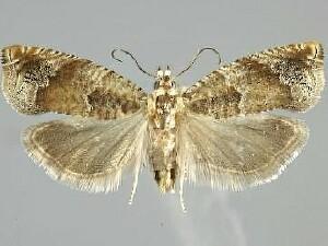 Epinotia terracoctana