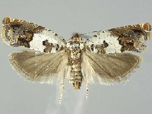 Epinotia nigralbana