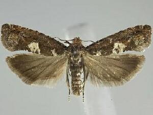 Epinotia emarginana