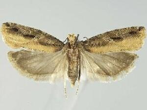 Epinotia columbia