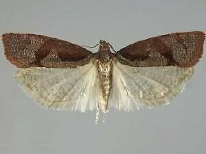 Epinotia bigemina