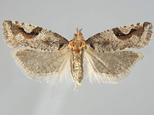 Epinotia signiferana