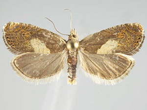 Dichrorampha simulana