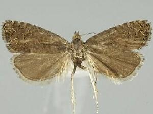 Dichrorampha sedatana