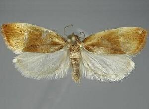 Eulia ministrana