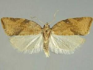 Argyrotaenia franciscana