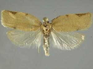 Argyrotaenia lautana