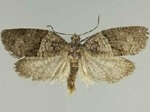 Syndemis afflictana