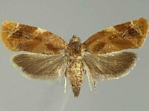 Ditula angustiorana