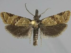 Synalocha gutierreziae